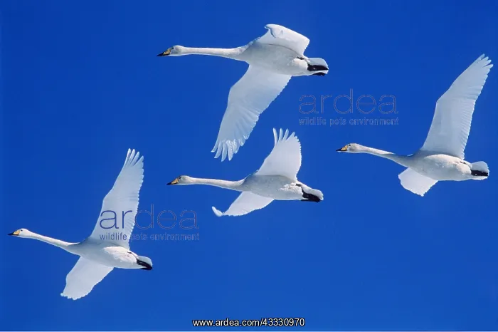 : WHOOPER SWANS - four in flight : WHOOPER SWANS - four in flight