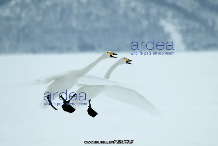 : Whooper Swans - in flight, about to land : Whooper Swans - in flight, about to land