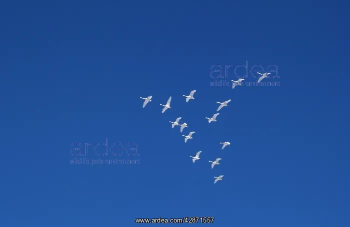 : Whooper Swans - In flight, V-formation : Whooper Swans - In flight, V-formation