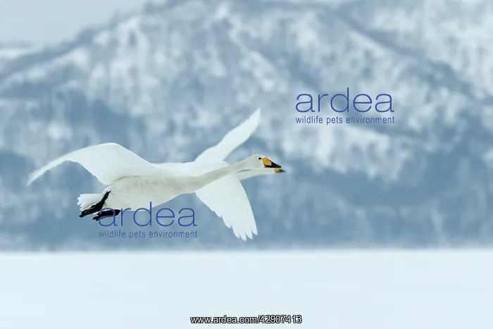 : Whooper SWANS - in flight. Wintering on ice lakes : Whooper SWANS - in flight. Wintering on ice lakes
