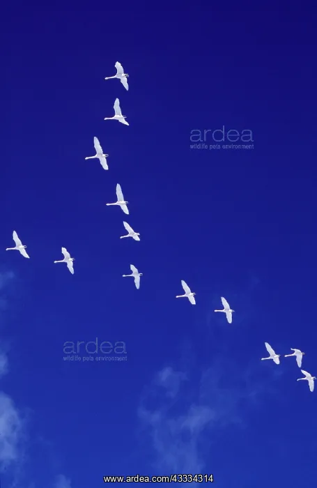 : WHOOPER SWANS - flock in flight : WHOOPER SWANS - flock in flight