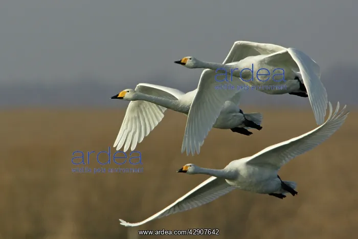: Whooper Swans - Flying over winter resting grounds : Whooper Swans - Flying over winter resting grounds