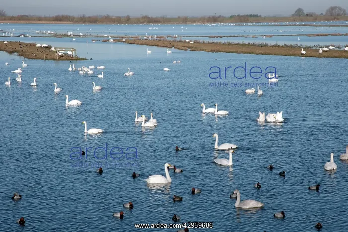  : Whooper Swans - in front of hides at Welney WWT reserve