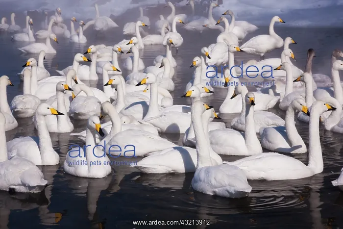 : Whooper swans, Hokkaido, Japan : Whooper swans, Hokkaido, Japan
