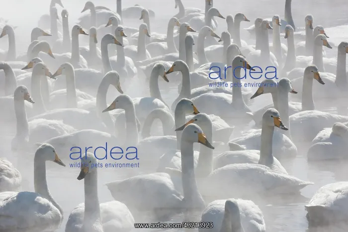 : Whooper swans, Hokkaido, Japan : Whooper swans, Hokkaido, Japan