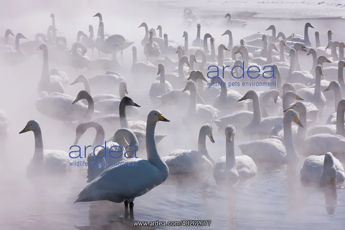 : Whooper swans, Hokkaido, Japan : Whooper swans, Hokkaido, Japan