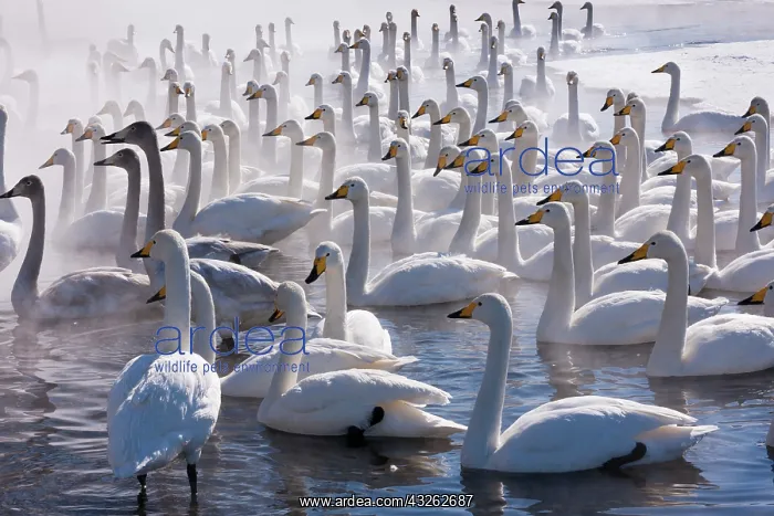  : Whooper swans, Hokkaido, Japan