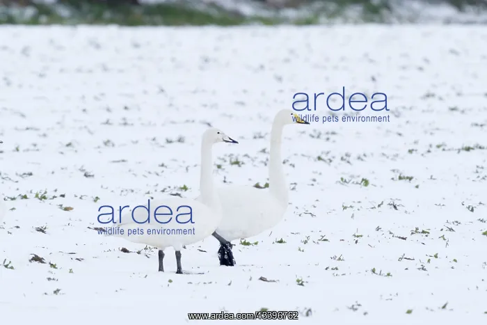 : Whooper swans on icy lake Norfolk UK : Whooper swans on icy lake Norfolk UK