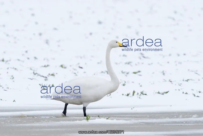 : Whooper swans on icy lake Norfolk UK : Whooper swans on icy lake Norfolk UK