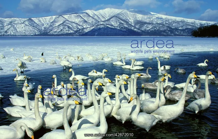: Whooper Swans on lake, winter : Whooper Swans on lake, winter