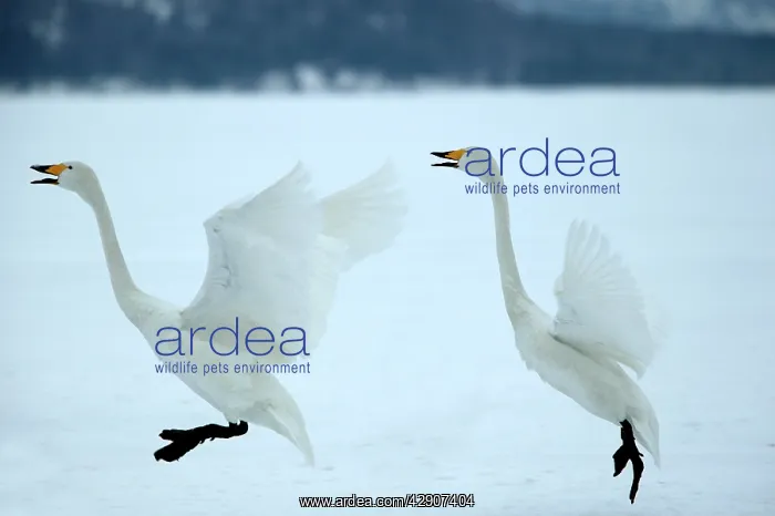 : Whooper Swans - Landing : Whooper Swans - Landing