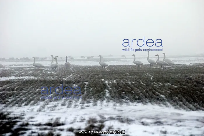 : Whooper Swans - in the mist : Whooper Swans - in the mist