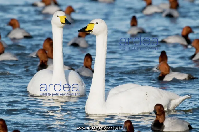 : Whooper Swans - pair swimming with pochard : Whooper Swans - pair swimming with pochard
