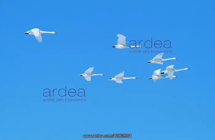  : WHOOPER SWANS - seven in flight