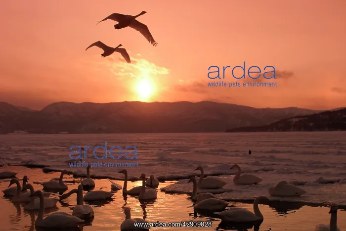 : Whooper Swans - at sunset : Whooper Swans - at sunset