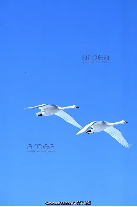 : WHOOPER SWANS - two swans in flight : WHOOPER SWANS - two swans in flight