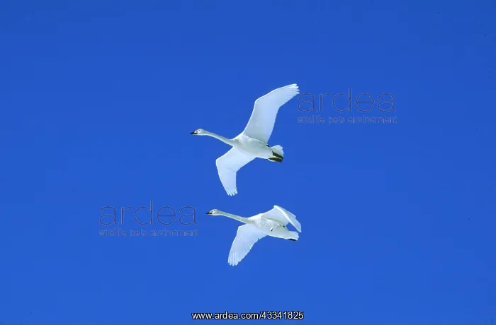 : WHOOPER SWANS - two swans in flight : WHOOPER SWANS - two swans in flight