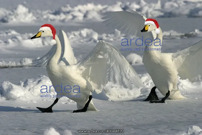  : Whooper Swans wearing Christmas hats