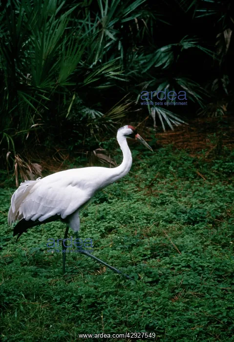  : Whooping Crane