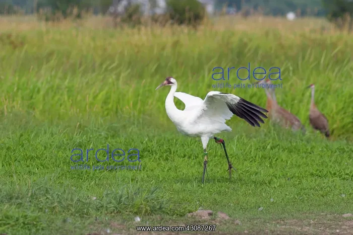 : Whooping Crane : Whooping Crane