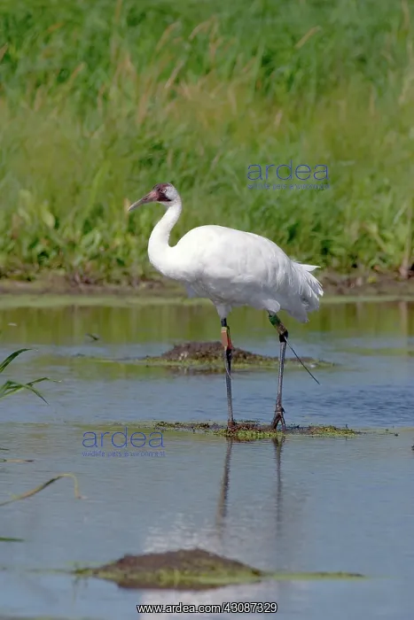 : Whooping Crane : Whooping Crane