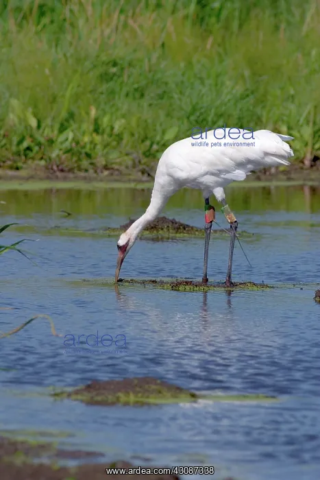 : Whooping Crane : Whooping Crane