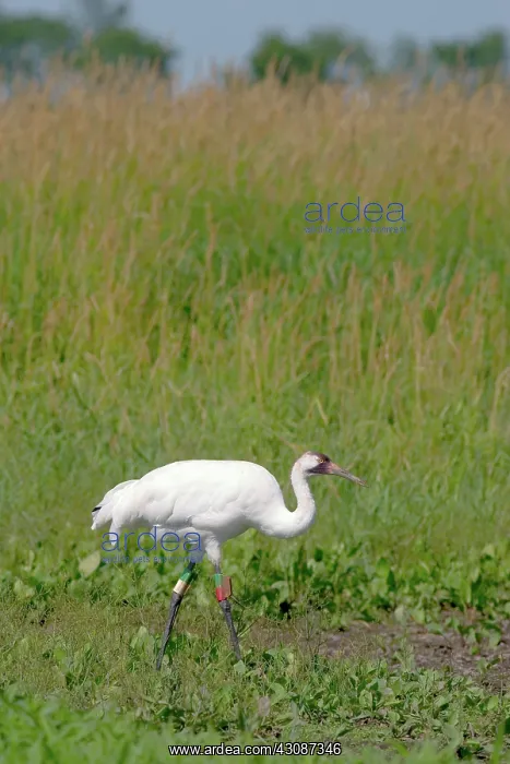 : Whooping Crane : Whooping Crane