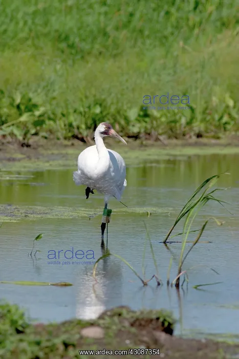 : Whooping Crane : Whooping Crane