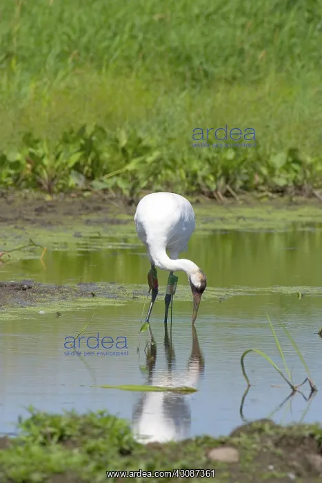 : Whooping Crane : Whooping Crane