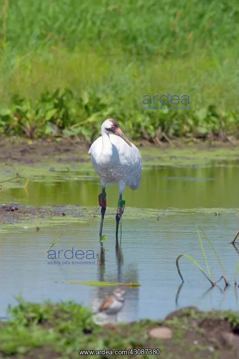  : Whooping Crane