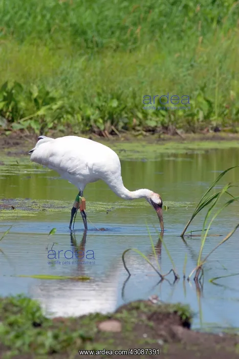: Whooping Crane : Whooping Crane