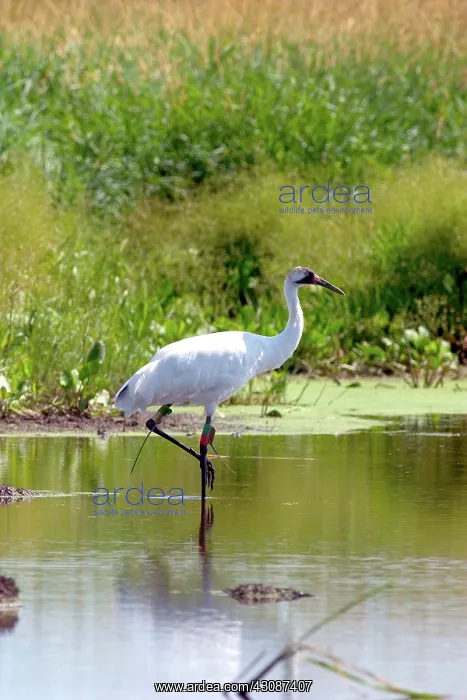 : Whooping Crane : Whooping Crane