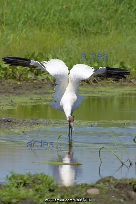 : Whooping Crane : Whooping Crane