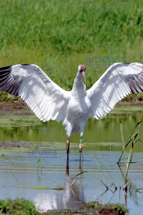 : Whooping Crane : Whooping Crane