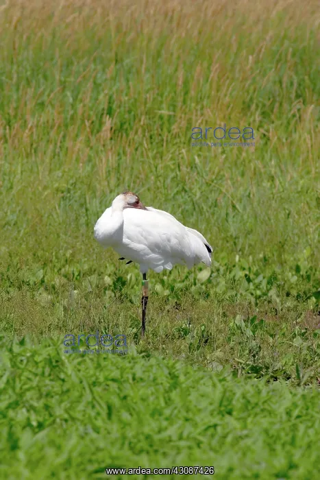: Whooping Crane : Whooping Crane