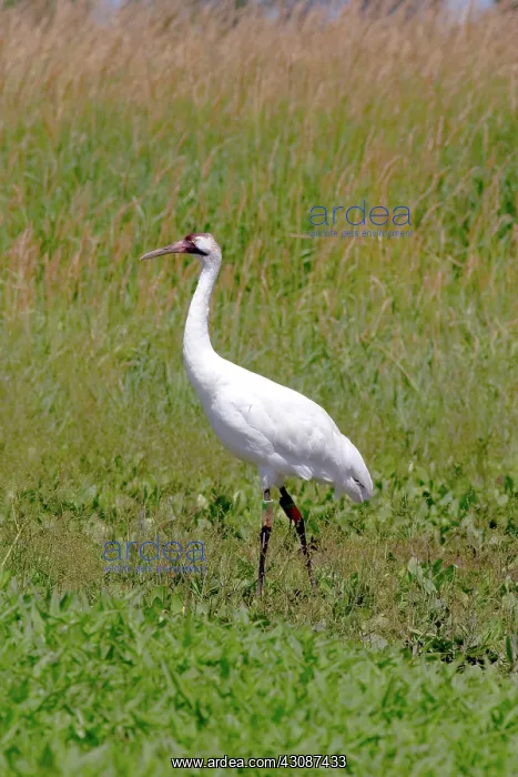 : Whooping Crane : Whooping Crane