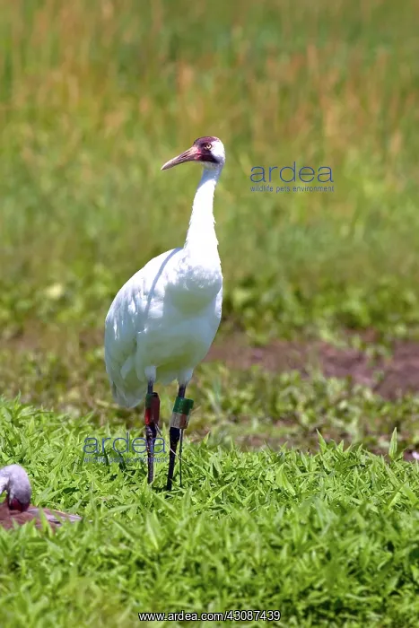 : Whooping Crane : Whooping Crane