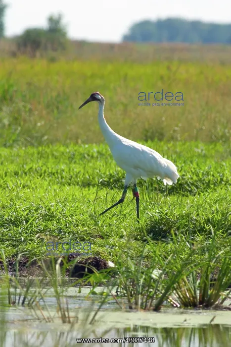 : Whooping Crane : Whooping Crane