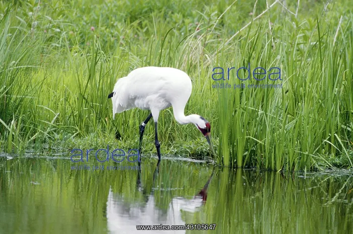 : Whooping Crane : Whooping Crane