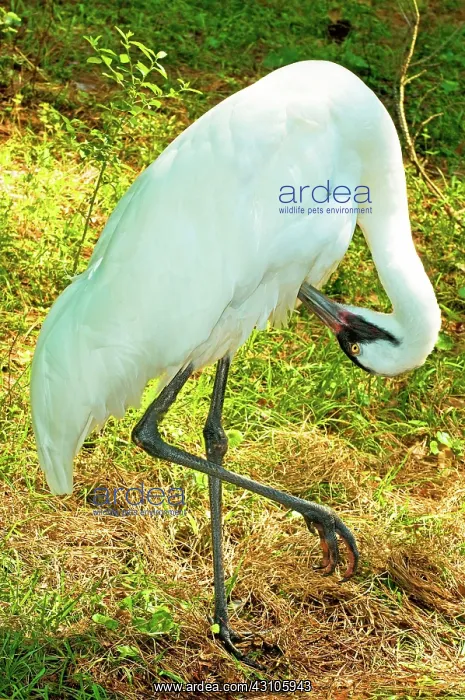 : Whooping Crane : Whooping Crane