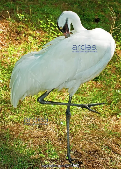 : Whooping Crane : Whooping Crane