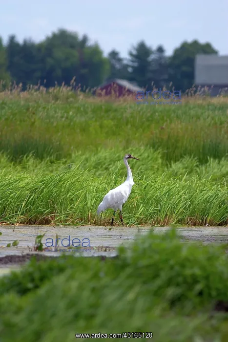 : Whooping Crane : Whooping Crane