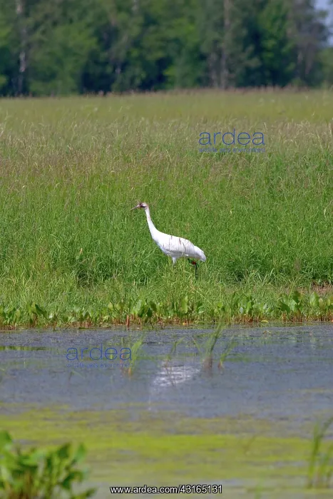 : Whooping Crane : Whooping Crane