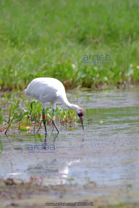 : Whooping Crane : Whooping Crane