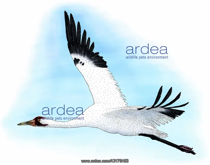 : Whooping Crane : Whooping Crane