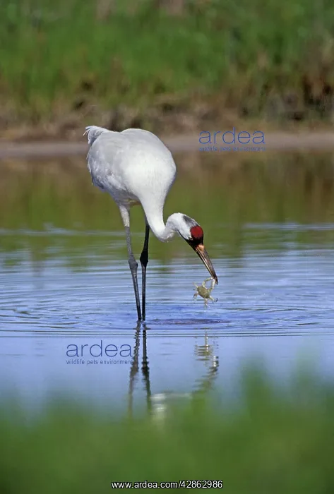 : Whooping CRANE - catching blue crab in tidal pond : Whooping CRANE - catching blue crab in tidal pond
