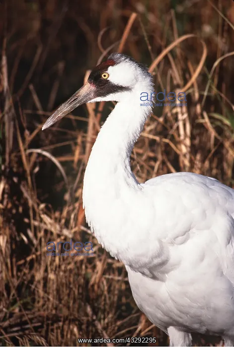 : WHOOPING CRANE - close-up of head : WHOOPING CRANE - close-up of head