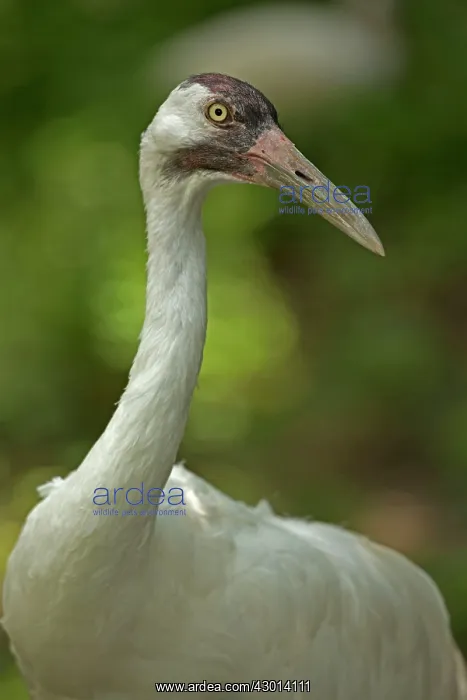  : Whooping Crane (controlled conditions)