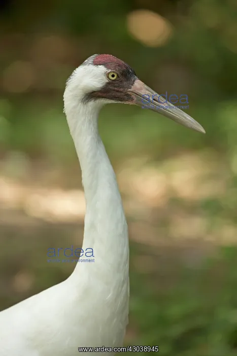  : Whooping Crane (controlled conditions)