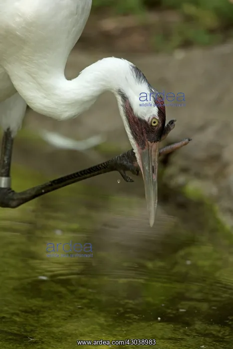  : Whooping Crane (controlled conditions)